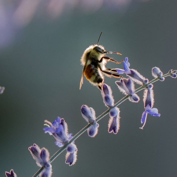 alternatives Produktbild von Saattütchen Bienenwohl Wildblumen